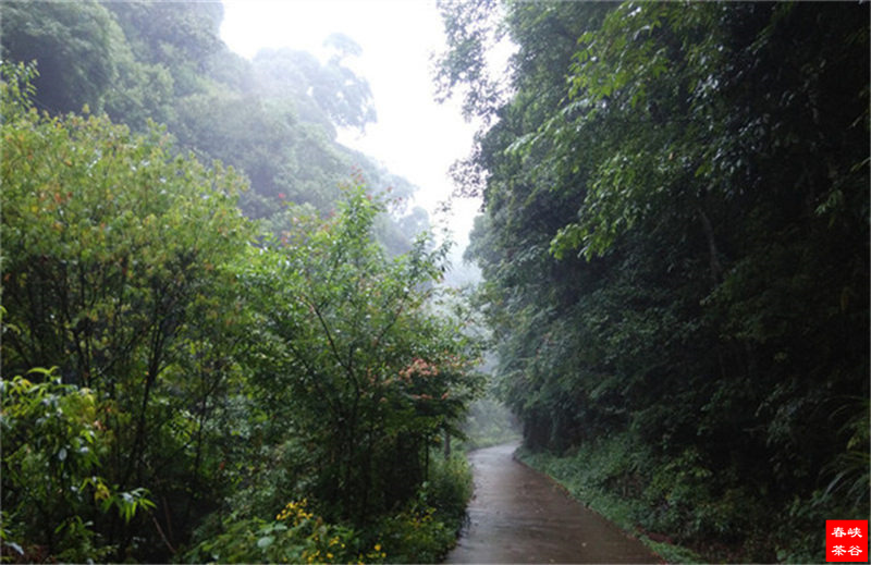拜谒婺源峡谷(峡谷春)