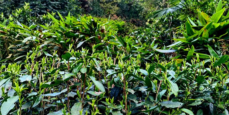 今天多喝茶将来少吃药 今天多喝茶将来少吃药